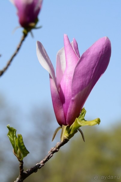 Прогулки по Стамбулу. Парки
