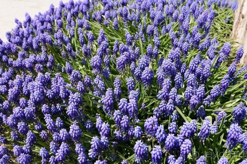 Прогулки по Стамбулу. Парки