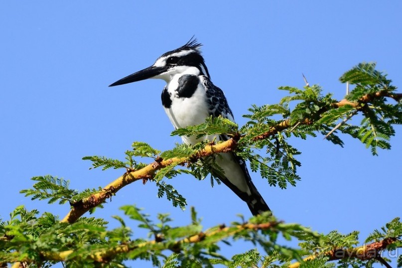 Акуна матата — дубль два. Кения в сезон дождей. Часть 2
