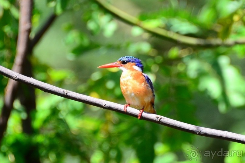 Акуна матата — дубль два. Кения в сезон дождей. Часть 2