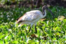 Акуна матата — дубль два. Кения в сезон дождей. Часть 2