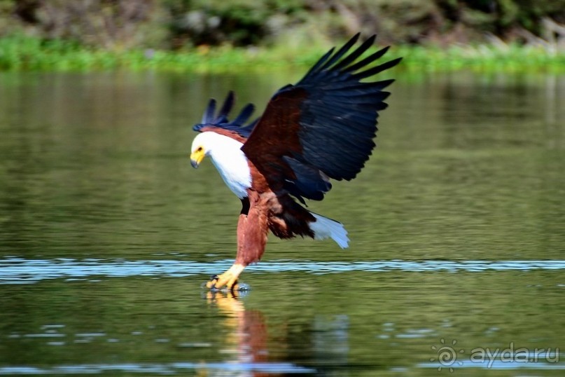 Акуна матата — дубль два. Кения в сезон дождей. Часть 2