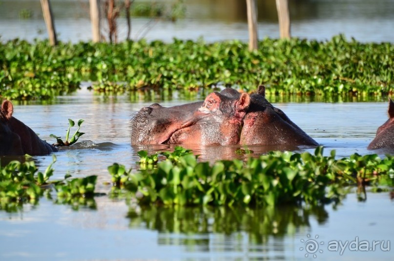 Акуна матата — дубль два. Кения в сезон дождей. Часть 2