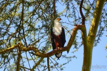 Акуна матата — дубль два. Кения в сезон дождей. Часть 2