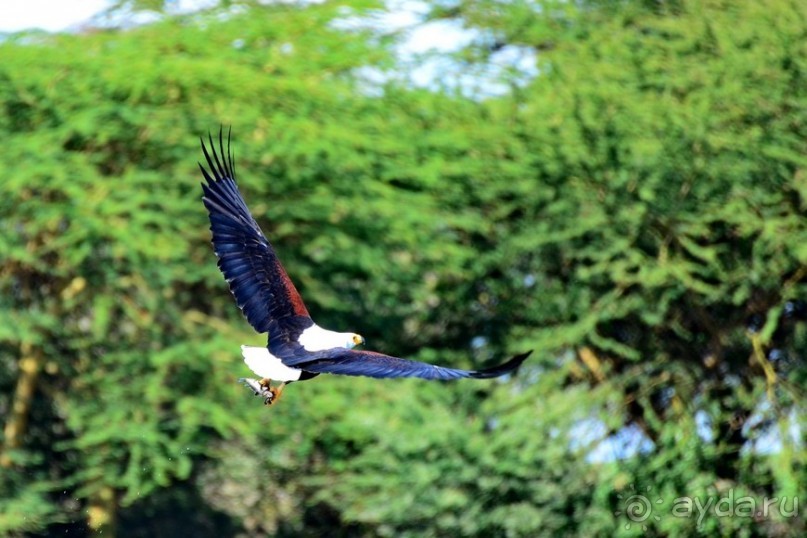 Акуна матата — дубль два. Кения в сезон дождей. Часть 2
