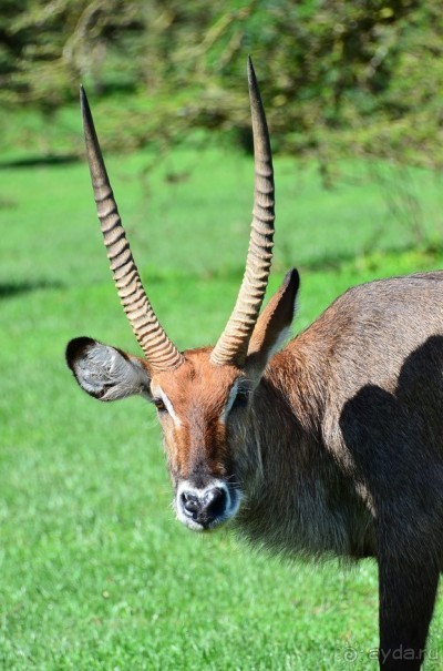 Акуна матата — дубль два. Кения в сезон дождей. Часть 2