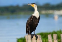 Акуна матата — дубль два. Кения в сезон дождей. Часть 2