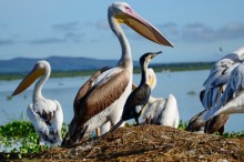 Акуна матата — дубль два. Кения в сезон дождей. Часть 2