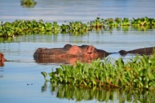 Акуна матата — дубль два. Кения в сезон дождей. Часть 2