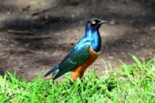 Акуна матата — дубль два. Кения в сезон дождей. Часть 2