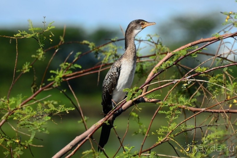 Акуна матата — дубль два. Кения в сезон дождей. Часть 2
