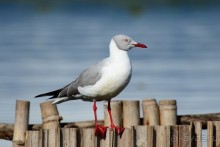 Акуна матата — дубль два. Кения в сезон дождей. Часть 2