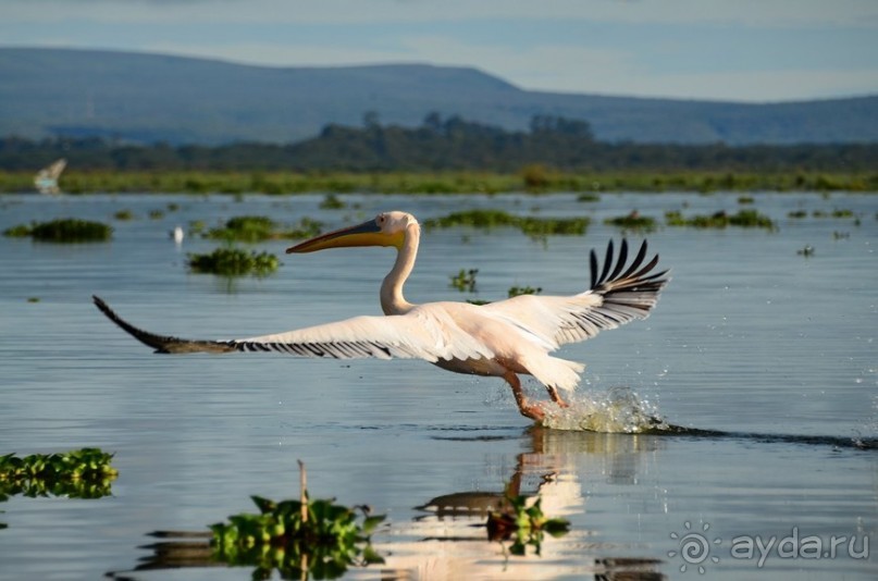 Акуна матата — дубль два. Кения в сезон дождей. Часть 2