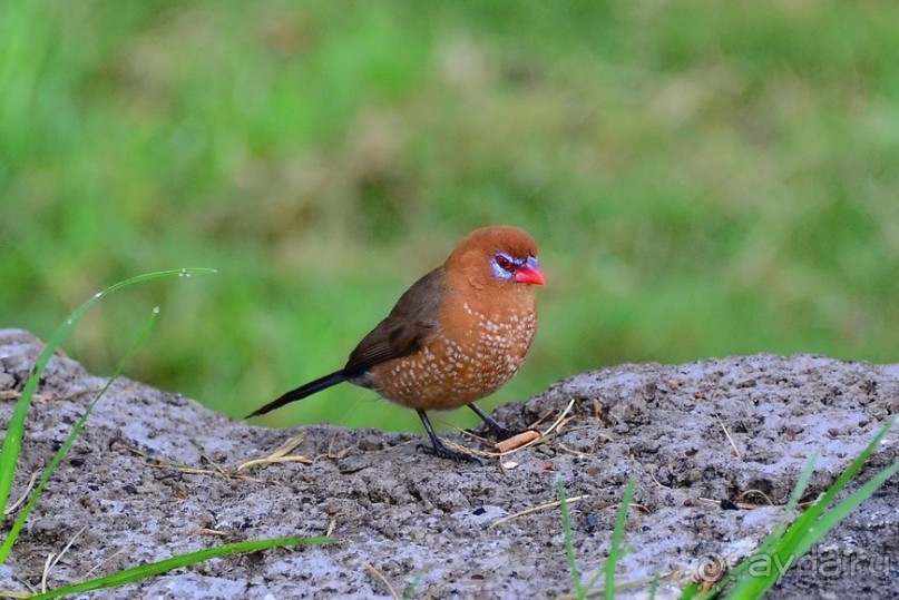 Акуна матата — дубль два. Кения в сезон дождей. Часть 2