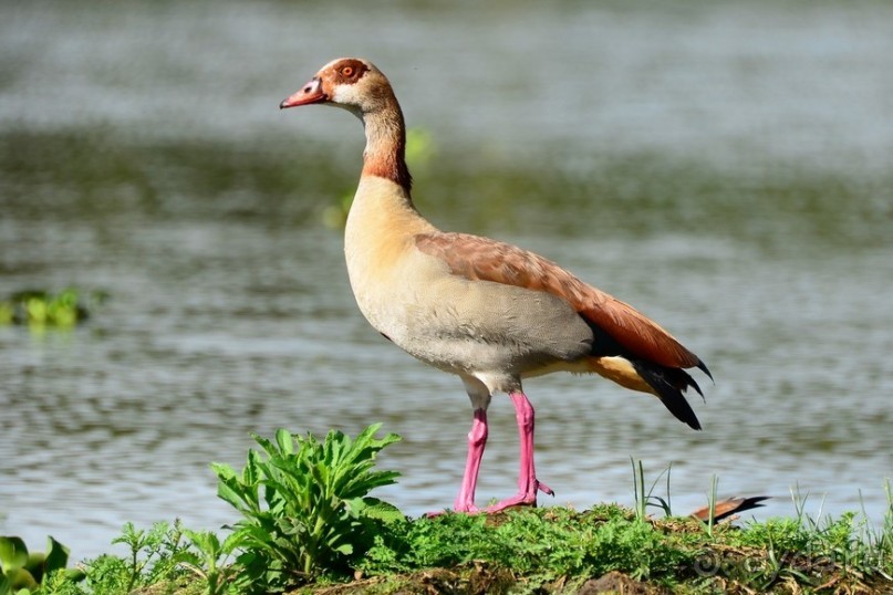 Акуна матата — дубль два. Кения в сезон дождей. Часть 2