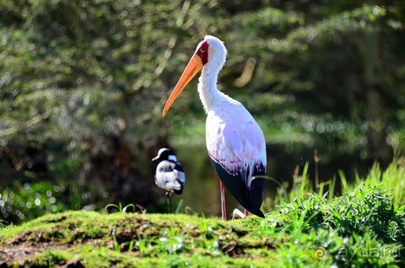 Акуна матата — дубль два. Кения в сезон дождей. Часть 2