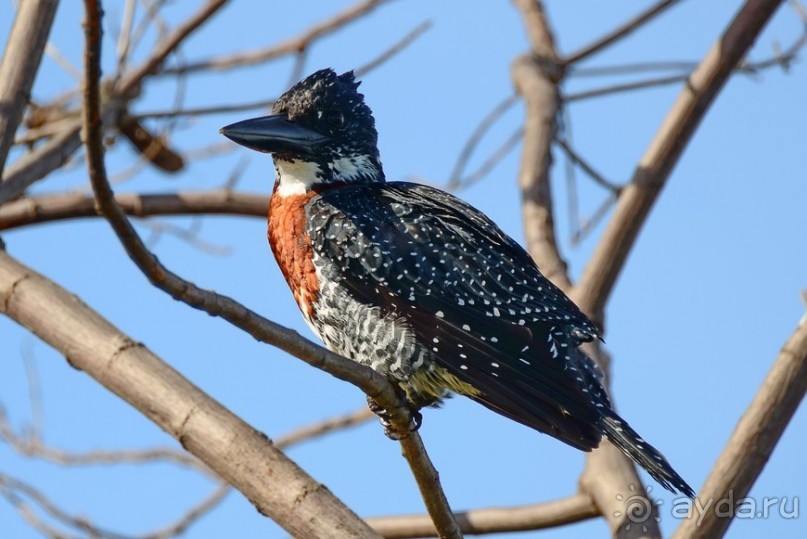 Акуна матата — дубль два. Кения в сезон дождей. Часть 2