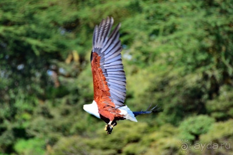 Акуна матата — дубль два. Кения в сезон дождей. Часть 2