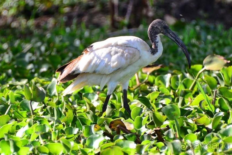 Акуна матата — дубль два. Кения в сезон дождей. Часть 2