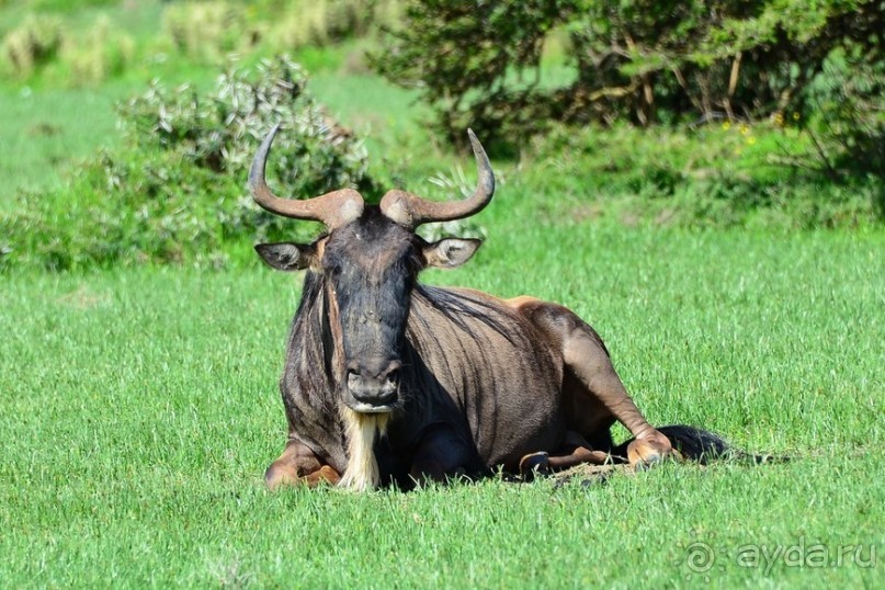 Акуна матата — дубль два. Кения в сезон дождей. Часть 2