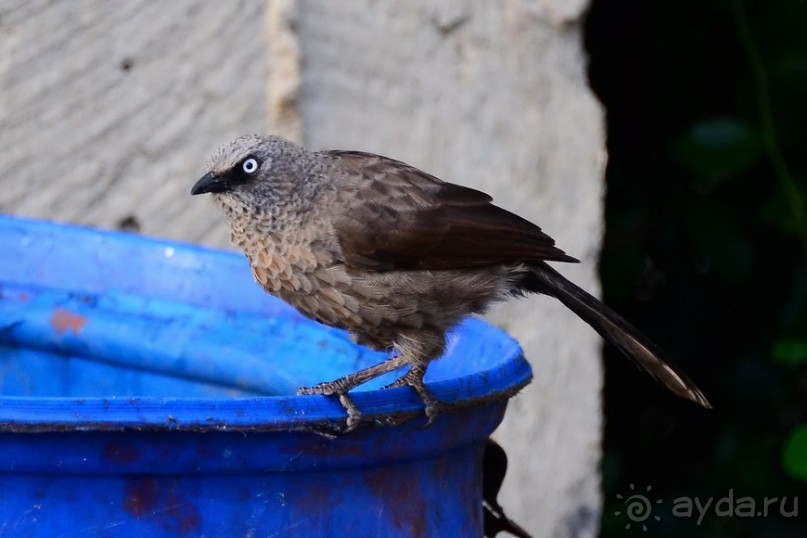 Акуна матата — дубль два. Кения в сезон дождей. Часть 2