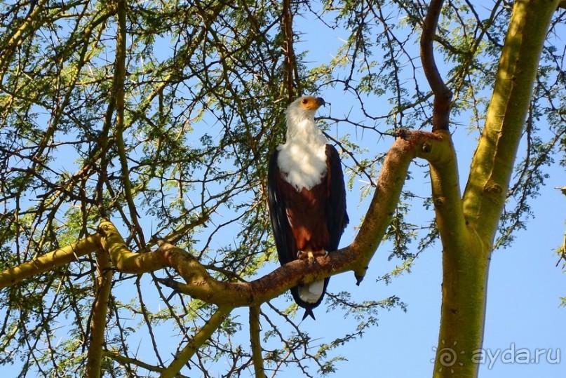 Акуна матата — дубль два. Кения в сезон дождей. Часть 2