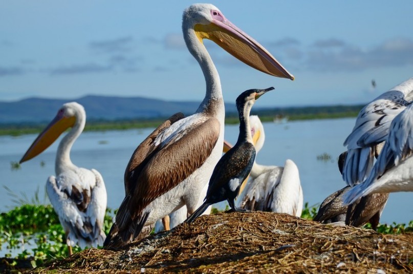 Акуна матата — дубль два. Кения в сезон дождей. Часть 2