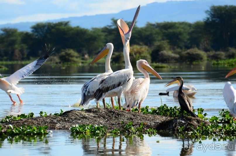 Акуна матата — дубль два. Кения в сезон дождей. Часть 2