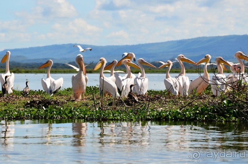 Акуна матата — дубль два. Кения в сезон дождей. Часть 2