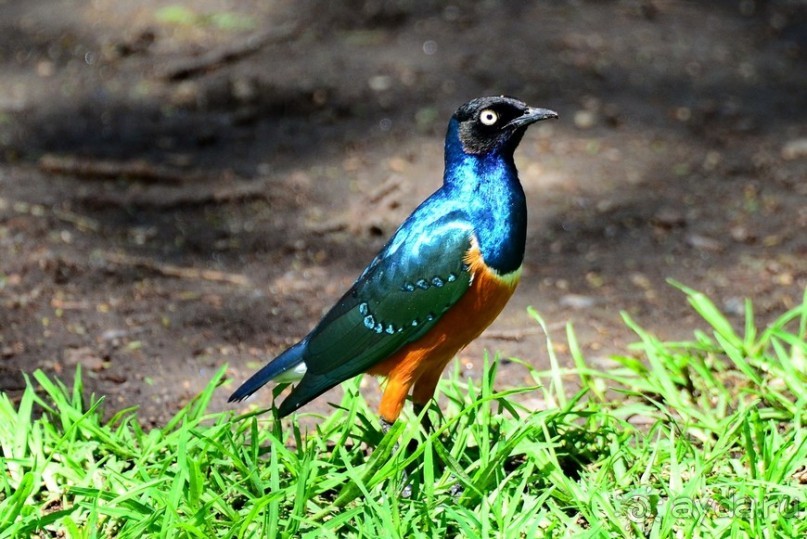 Акуна матата — дубль два. Кения в сезон дождей. Часть 2