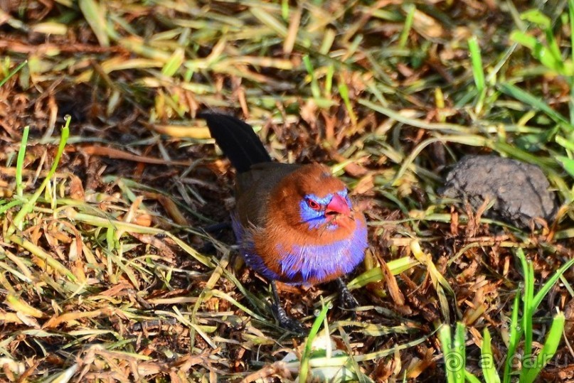 Акуна матата — дубль два. Кения в сезон дождей. Часть 2