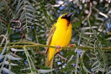 Масаи-Мара в мае