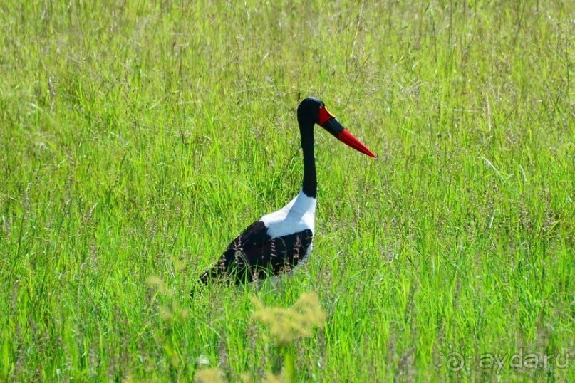 Масаи-Мара в мае