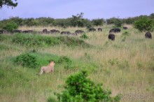 Масаи-Мара в мае
