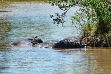 Масаи-Мара в мае