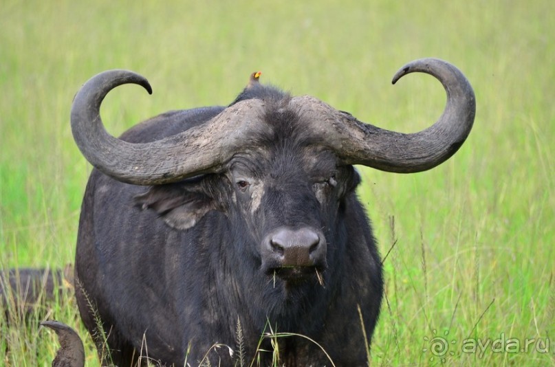 Масаи-Мара в мае