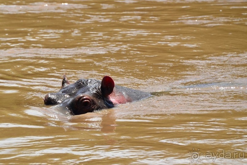 Масаи-Мара в мае