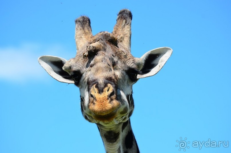 Масаи-Мара в мае