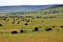 Масаи-Мара в мае