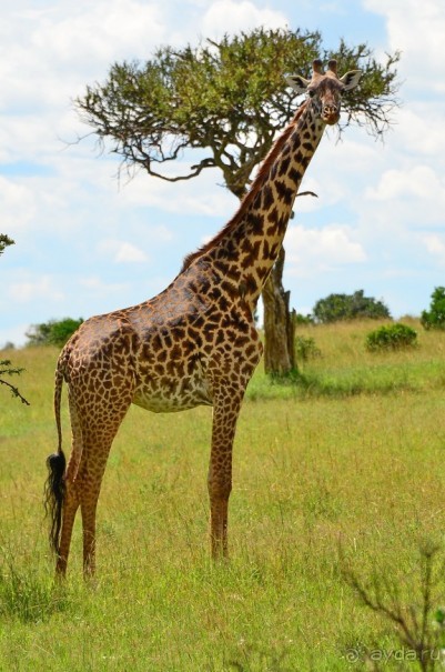 Масаи-Мара в мае