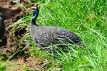 Масаи-Мара в мае