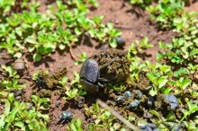 Масаи-Мара в мае