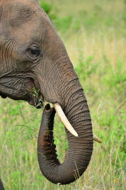 Масаи-Мара в мае