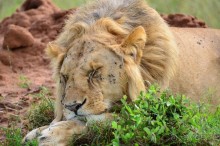 Масаи-Мара в мае