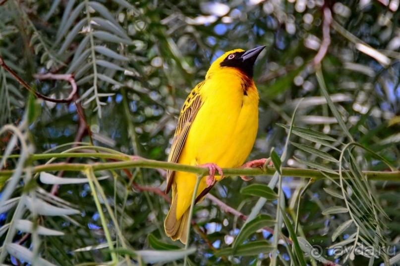 Масаи-Мара в мае