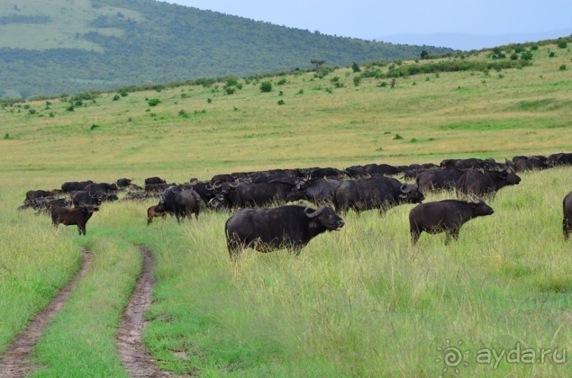 Масаи-Мара в мае