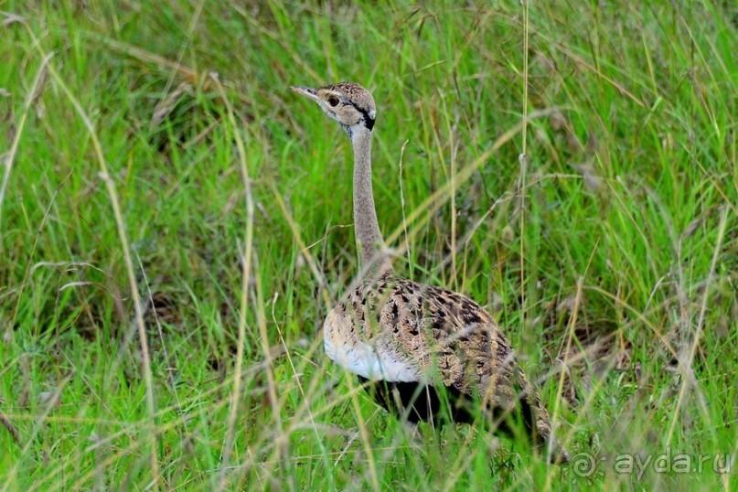 Масаи-Мара в мае