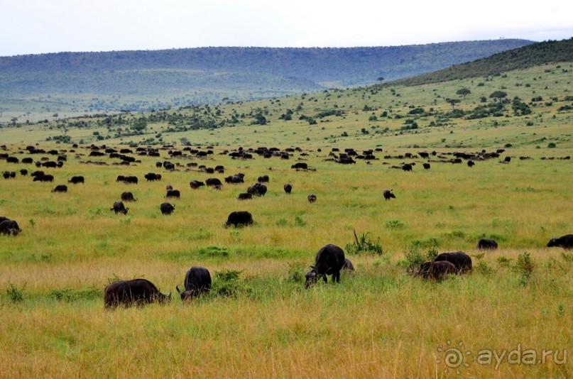 Масаи-Мара в мае
