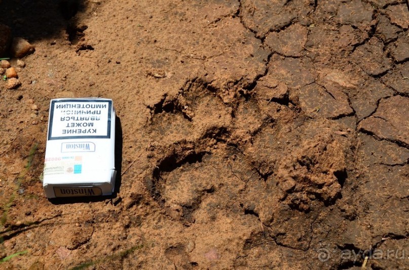 Масаи-Мара в мае