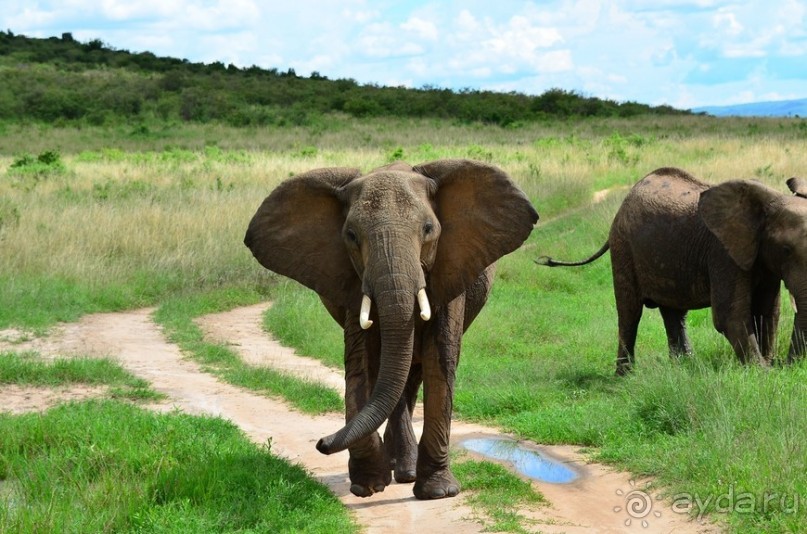 Масаи-Мара в мае